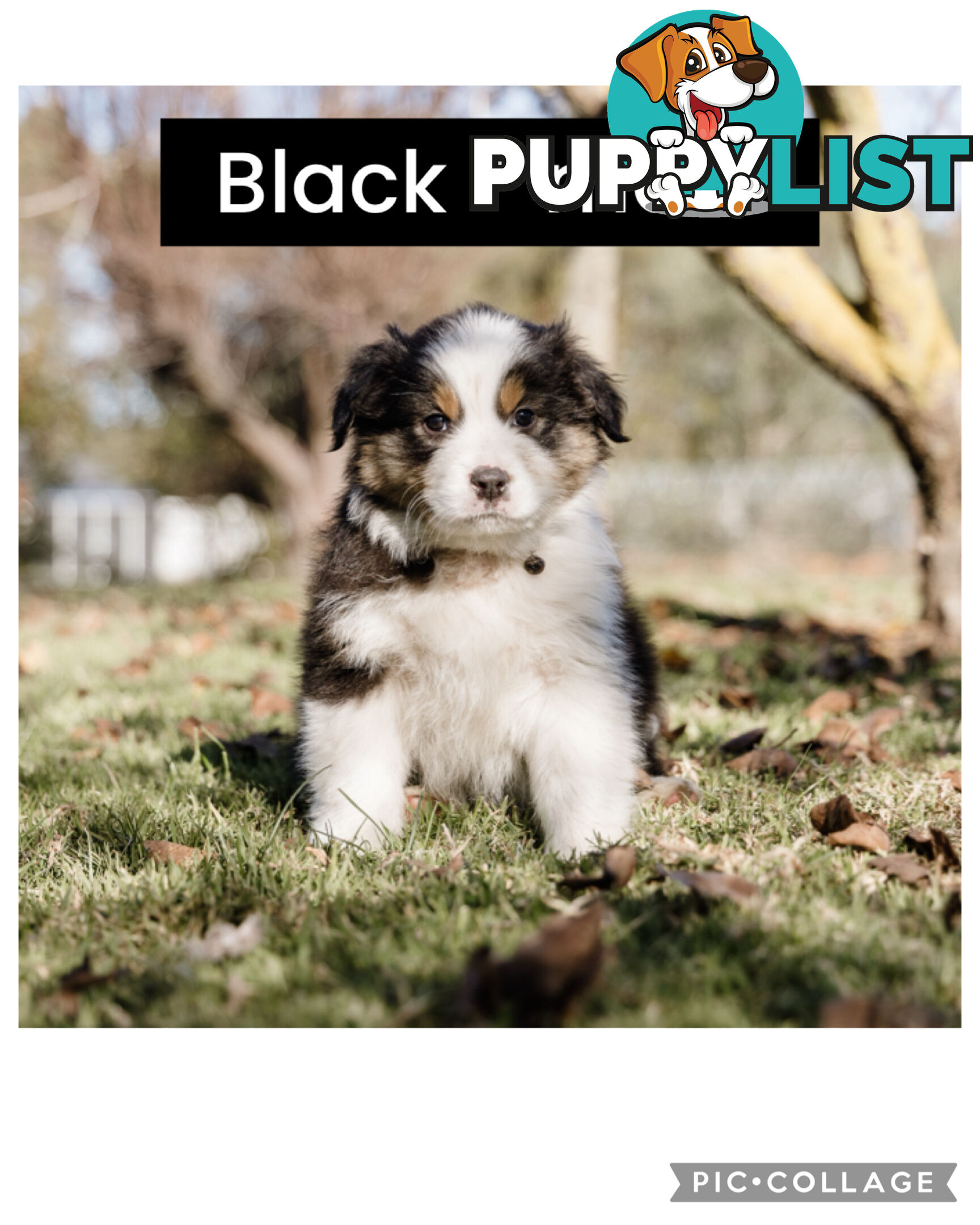 Pure bred Australian shepherd pups