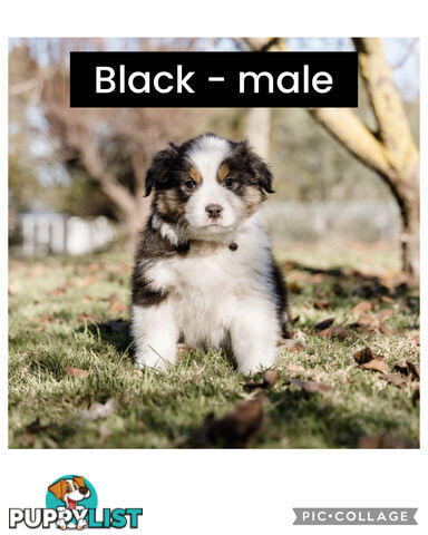 Pure bred Australian shepherd pups