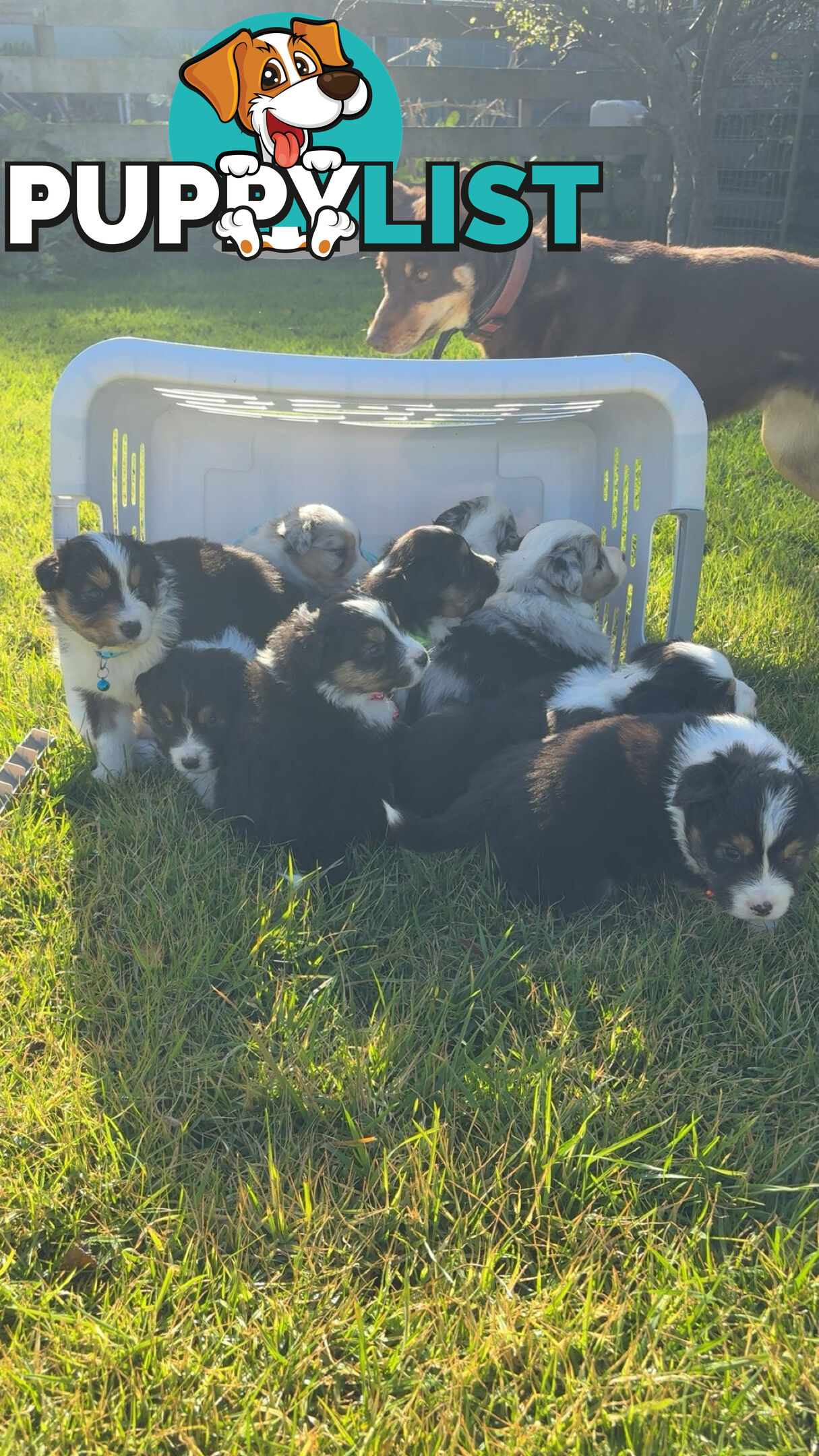 Pure bred Australian shepherd pups