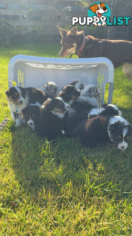 Pure bred Australian shepherd pups