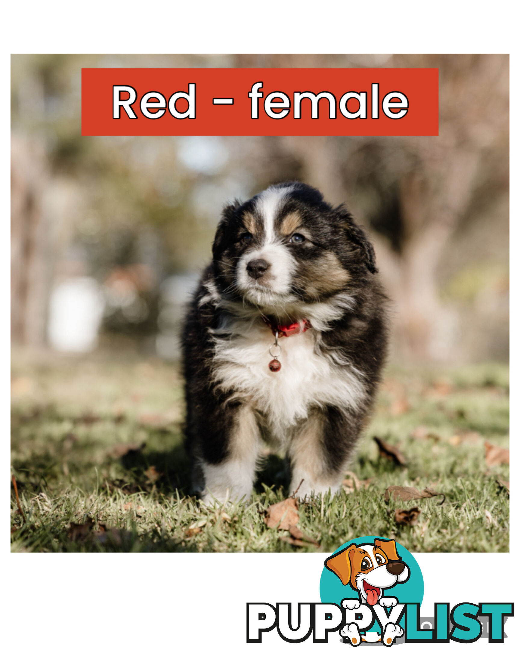 Pure bred Australian shepherd pups