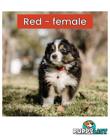 Pure bred Australian shepherd pups
