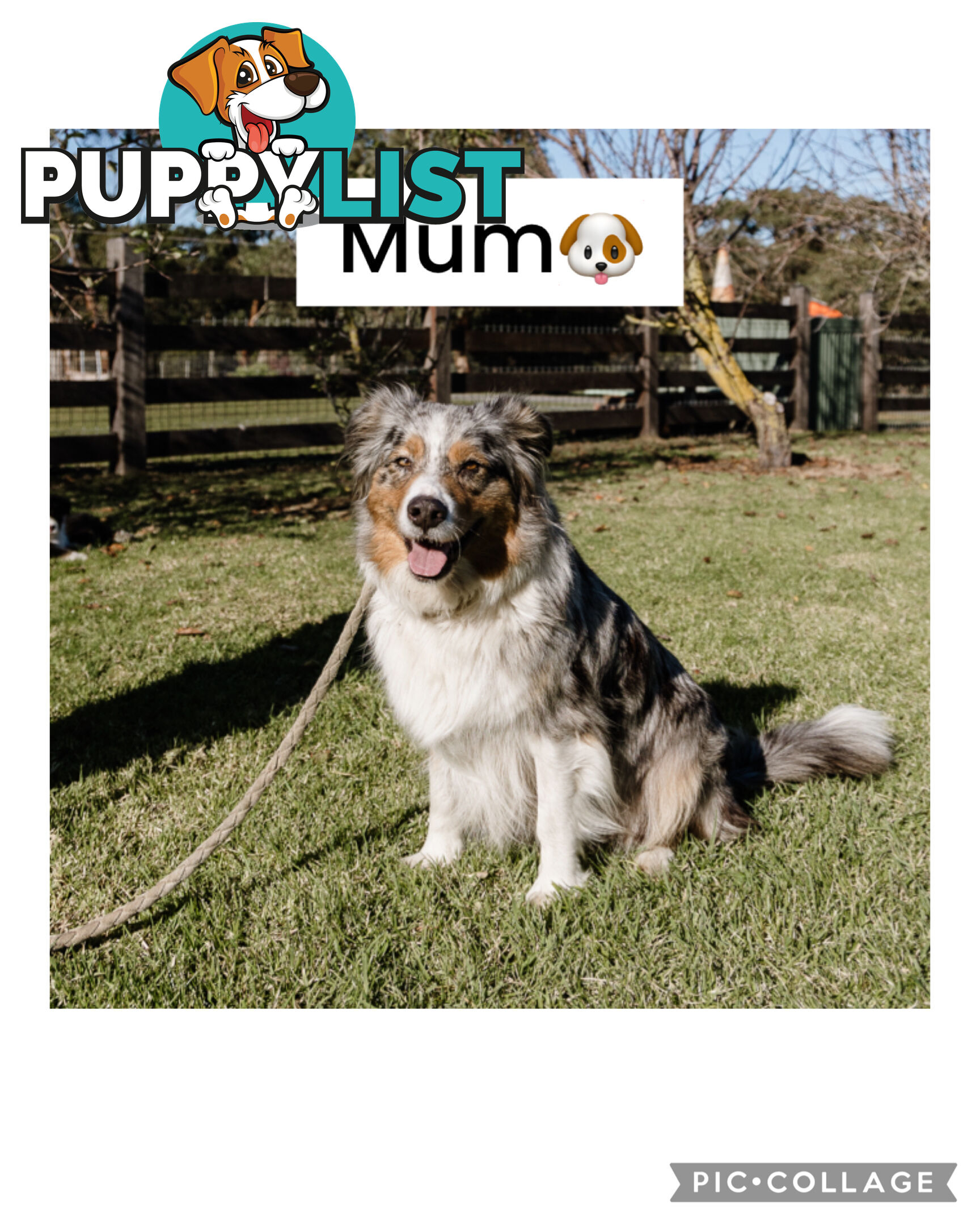 Pure bred Australian shepherd pups