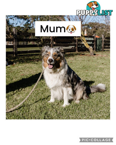 Pure bred Australian shepherd pups