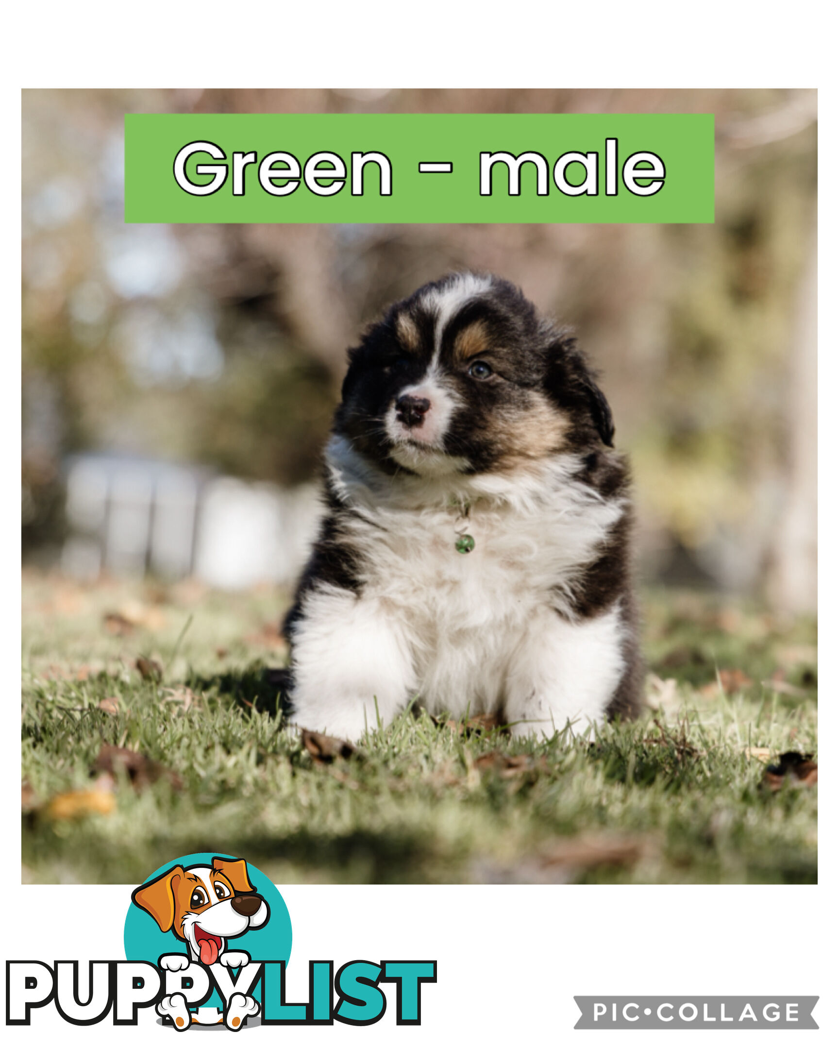 Pure bred Australian shepherd pups