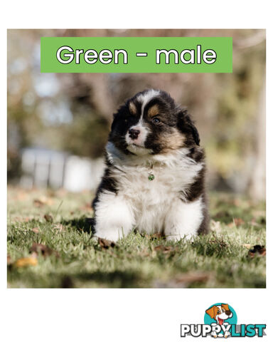 Pure bred Australian shepherd pups