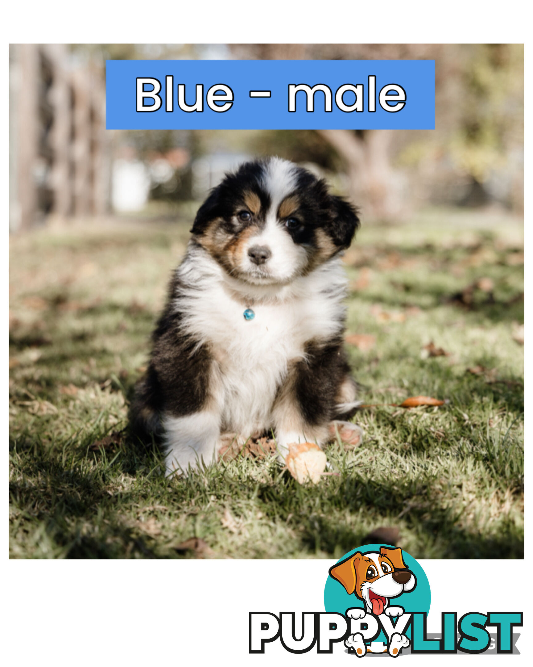 Pure bred Australian shepherd pups