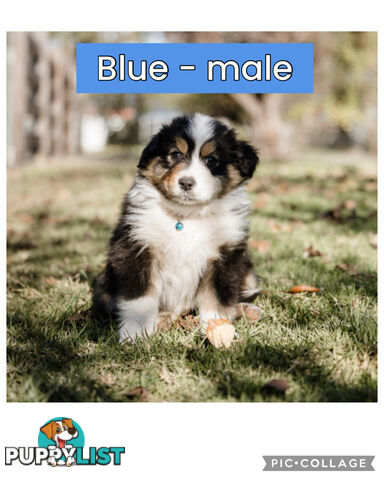Pure bred Australian shepherd pups