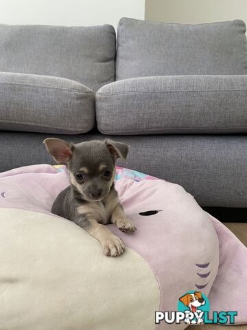 Gorgeous Blue Chihuahua