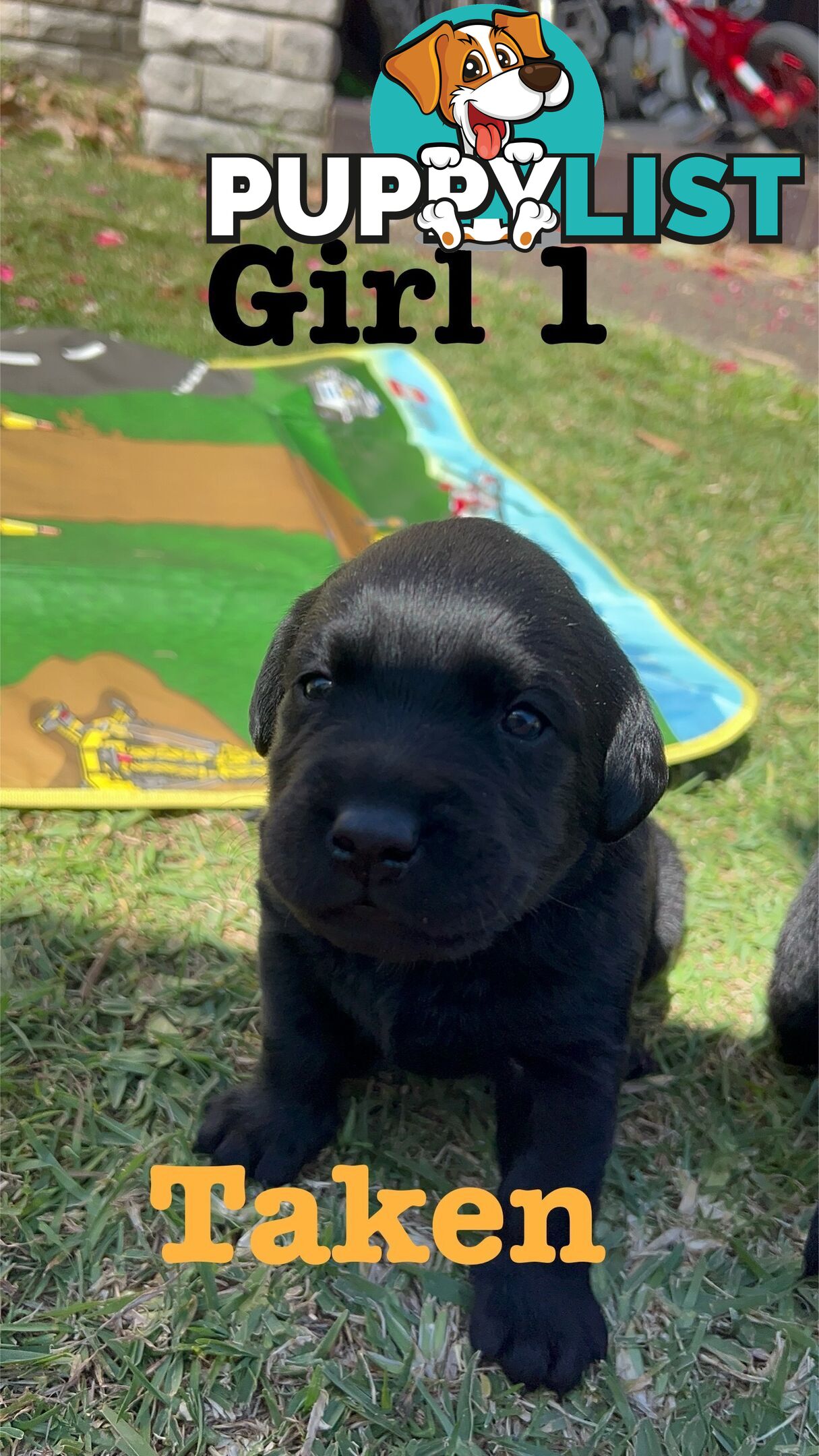 Expressions of interest for beautiful Labrador puppies!!!