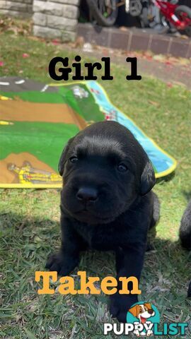 Expressions of interest for beautiful Labrador puppies!!!