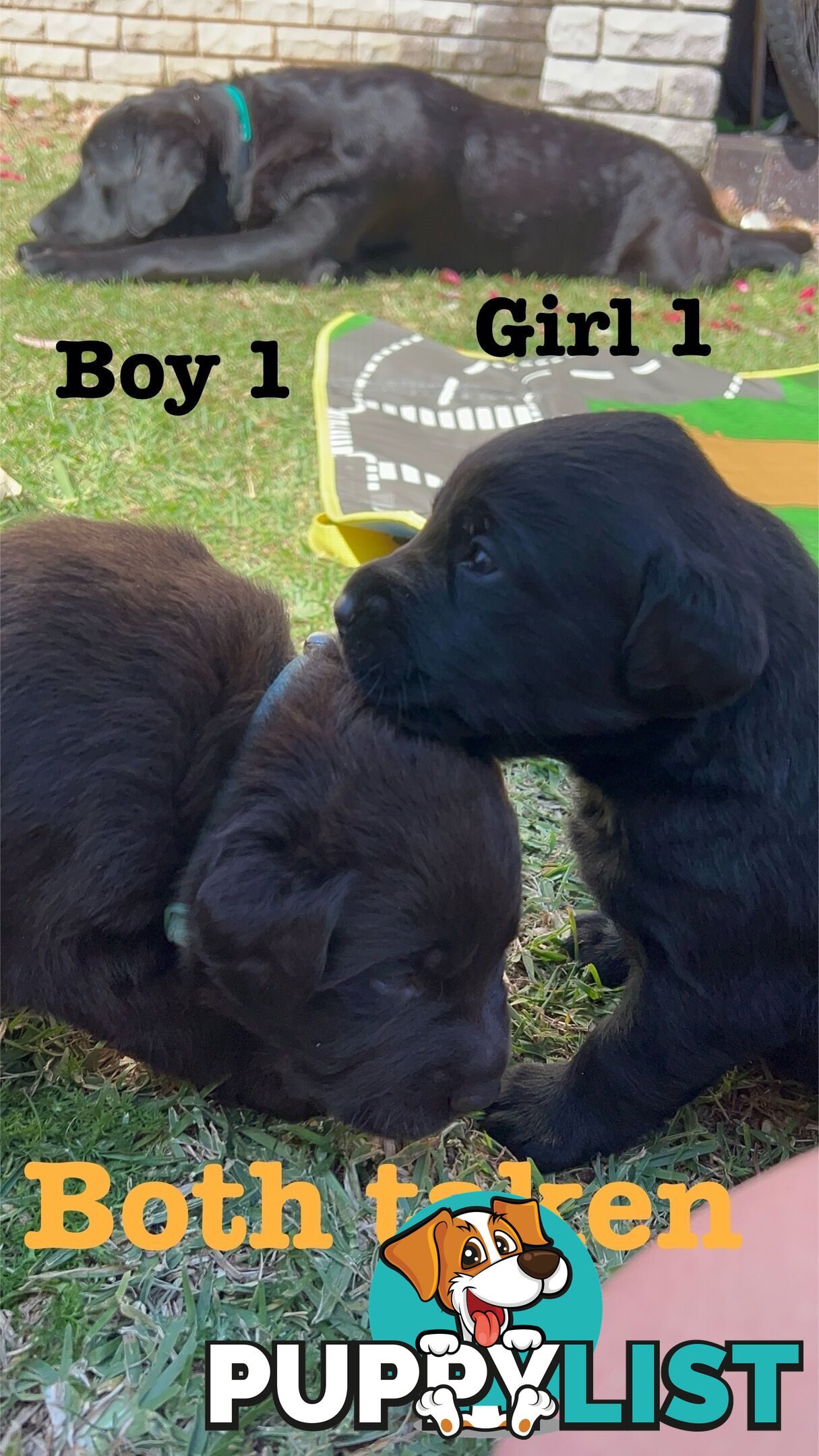 Expressions of interest for beautiful Labrador puppies!!!