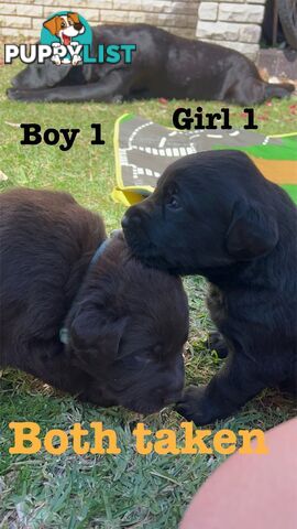 Expressions of interest for beautiful Labrador puppies!!!