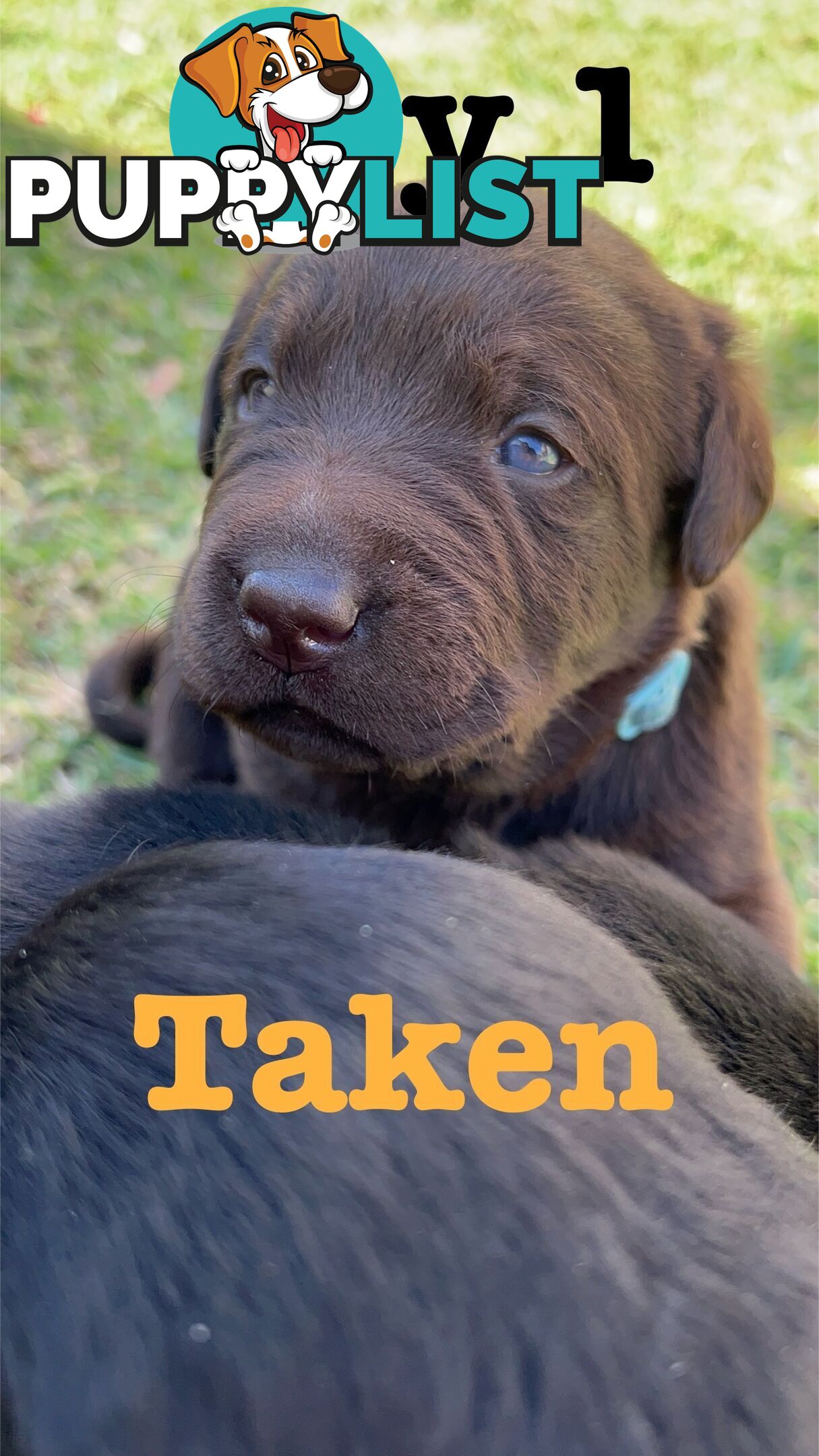 Expressions of interest for beautiful Labrador puppies!!!