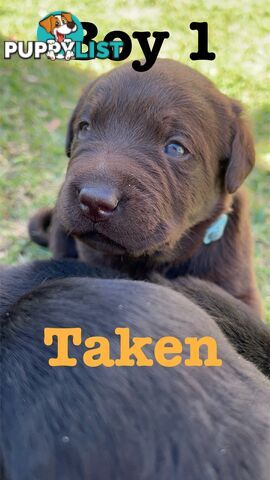 Expressions of interest for beautiful Labrador puppies!!!