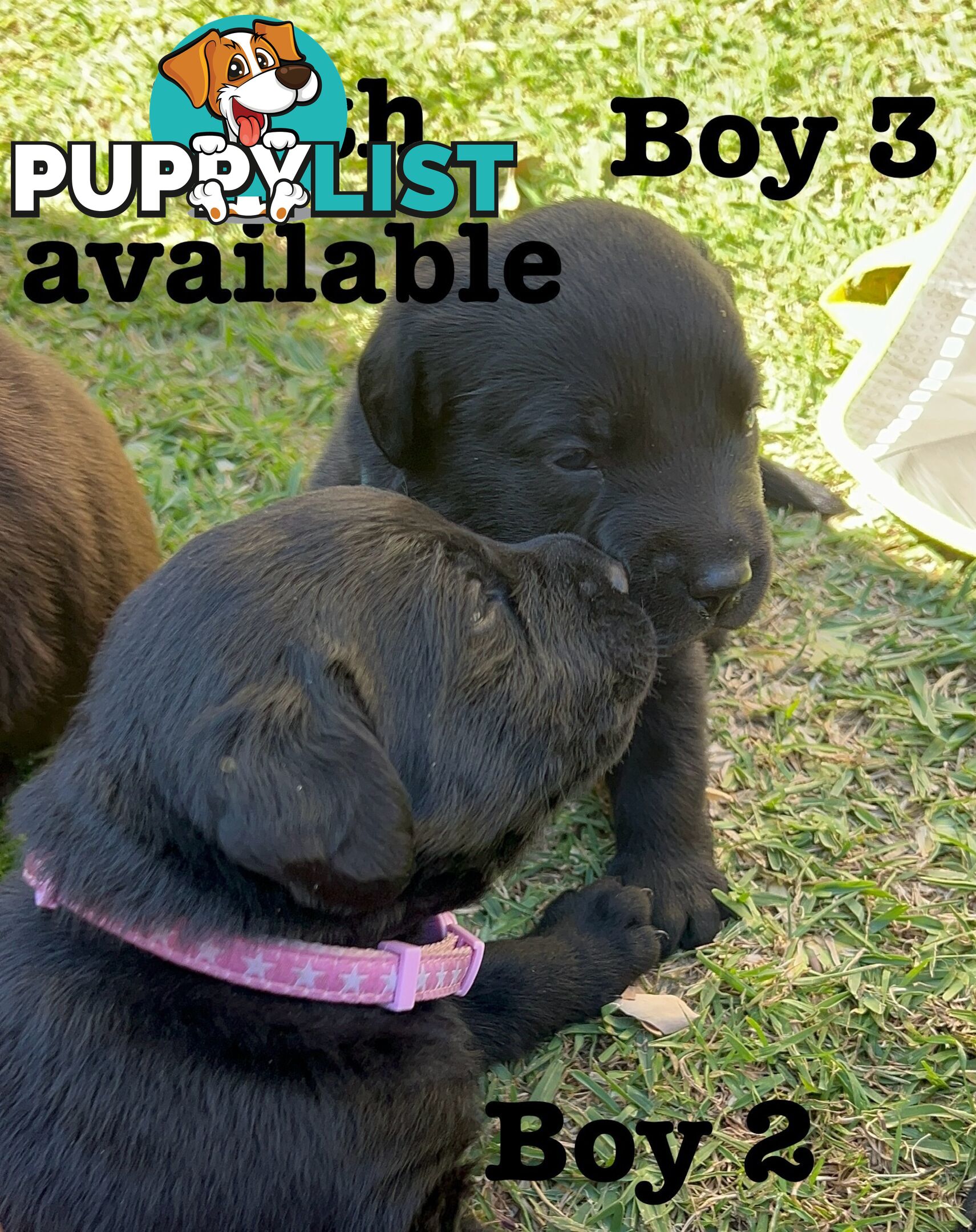 Expressions of interest for beautiful Labrador puppies!!!