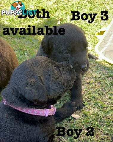 Expressions of interest for beautiful Labrador puppies!!!