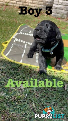 Expressions of interest for beautiful Labrador puppies!!!