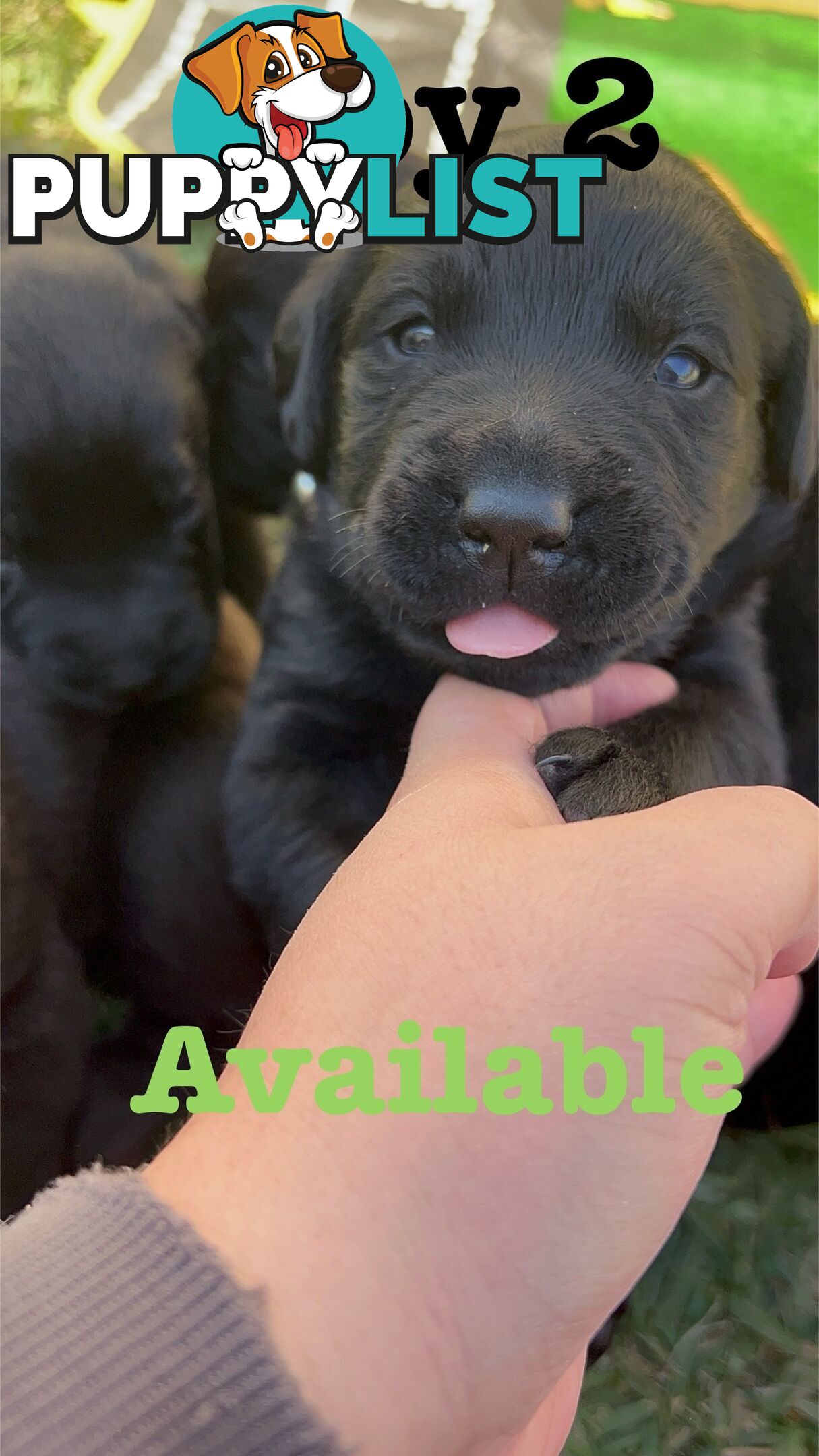 Expressions of interest for beautiful Labrador puppies!!!