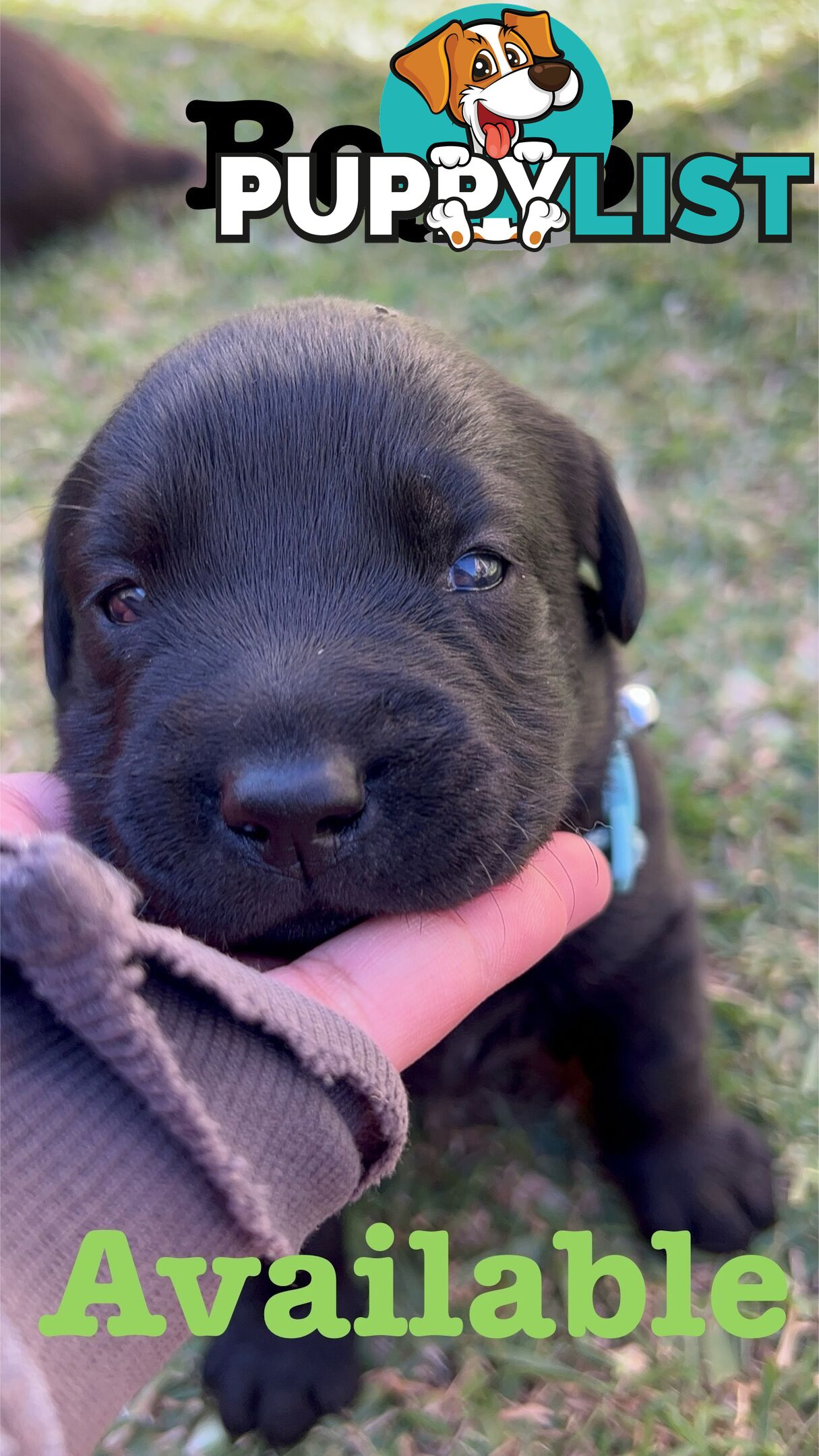 Expressions of interest for beautiful Labrador puppies!!!