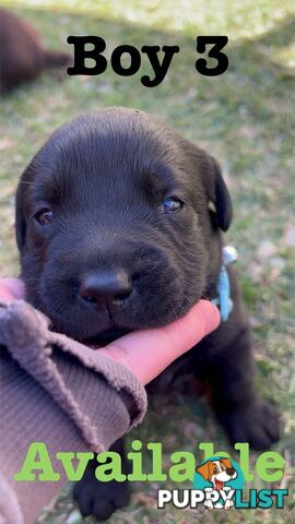 Expressions of interest for beautiful Labrador puppies!!!