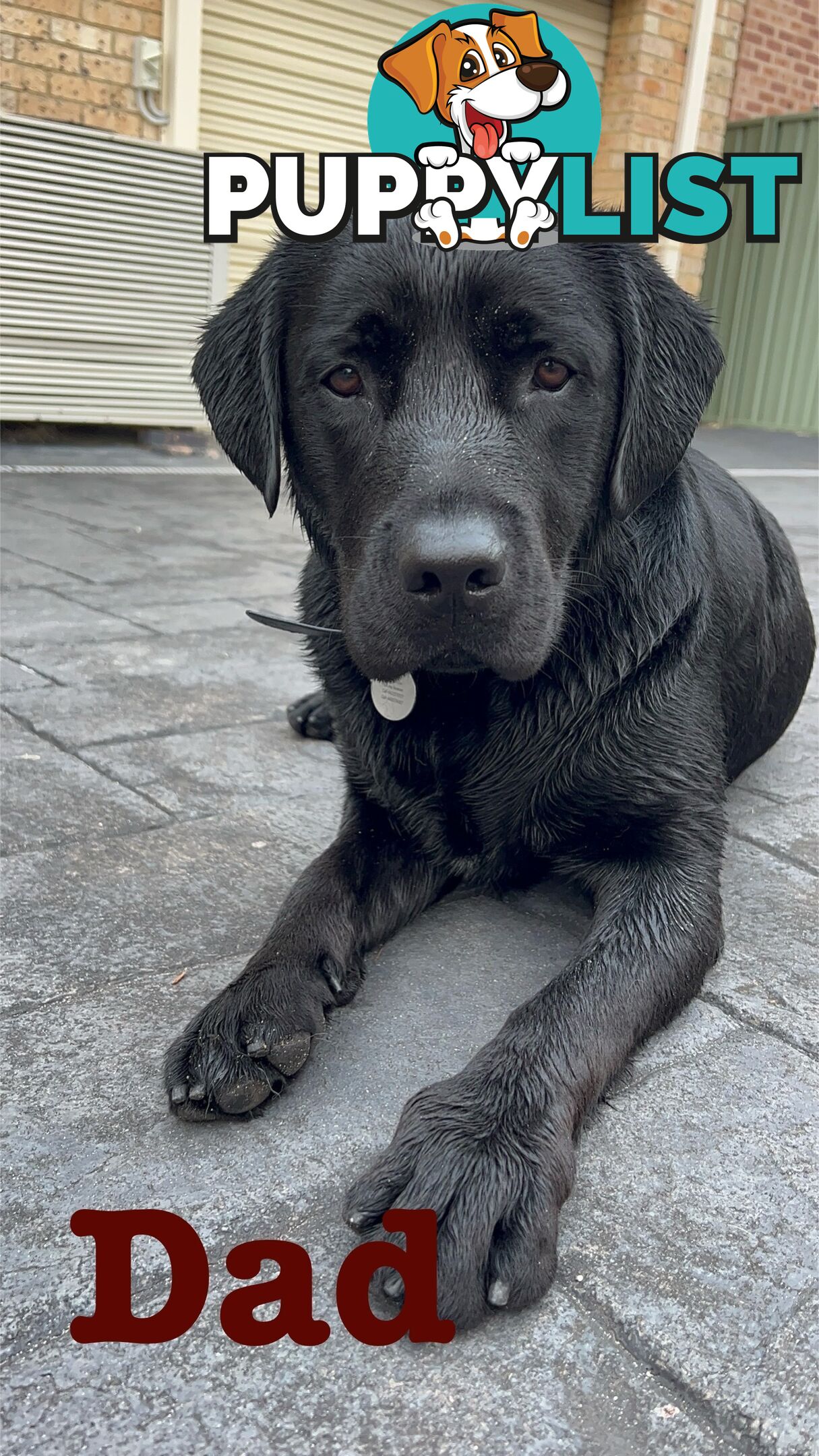 Expressions of interest for beautiful Labrador puppies!!!