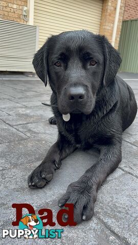 Expressions of interest for beautiful Labrador puppies!!!