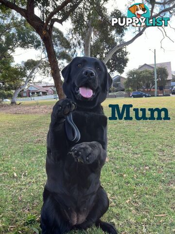 Expressions of interest for beautiful Labrador puppies!!!