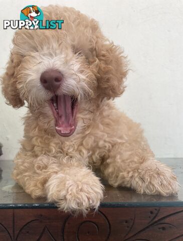 Gorgeous Purebred Poodle (Miniature) for new home is waiting!