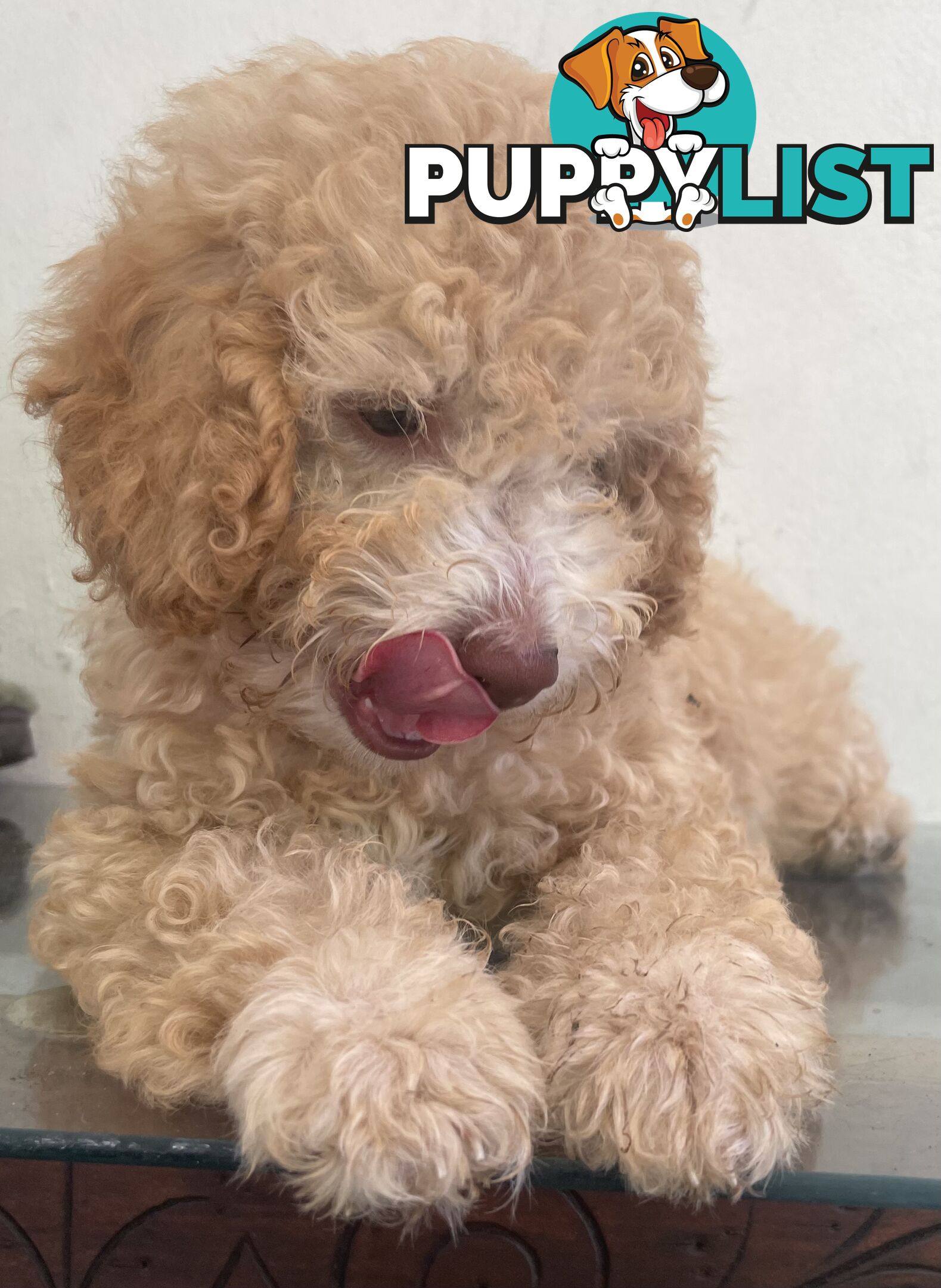 Gorgeous Purebred Poodle (Miniature) for new home is waiting!