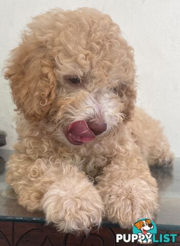 Gorgeous Purebred Poodle (Miniature) for new home is waiting!