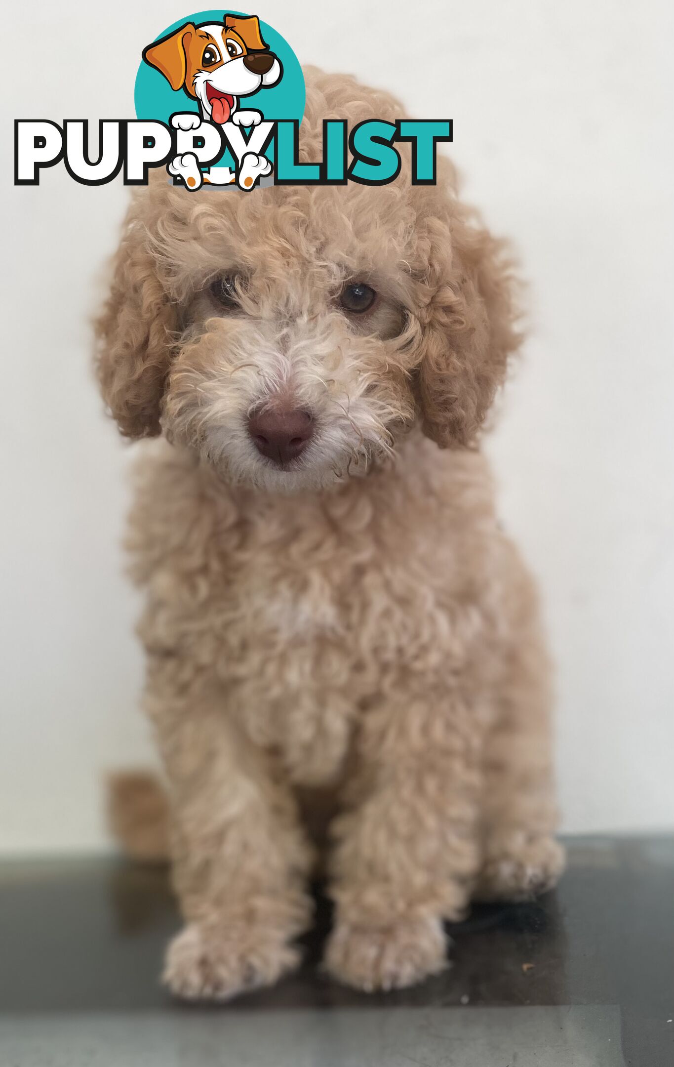 Gorgeous Purebred Poodle (Miniature) for new home is waiting!