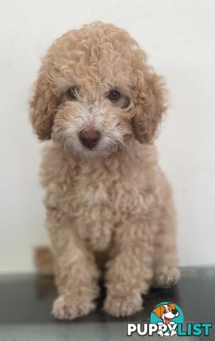 Gorgeous Purebred Poodle (Miniature) for new home is waiting!