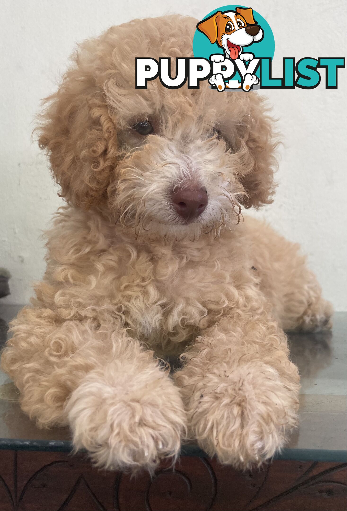 Gorgeous Purebred Poodle (Miniature) for new home is waiting!