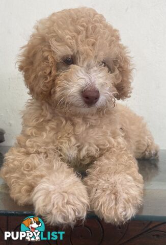 Gorgeous Purebred Poodle (Miniature) for new home is waiting!