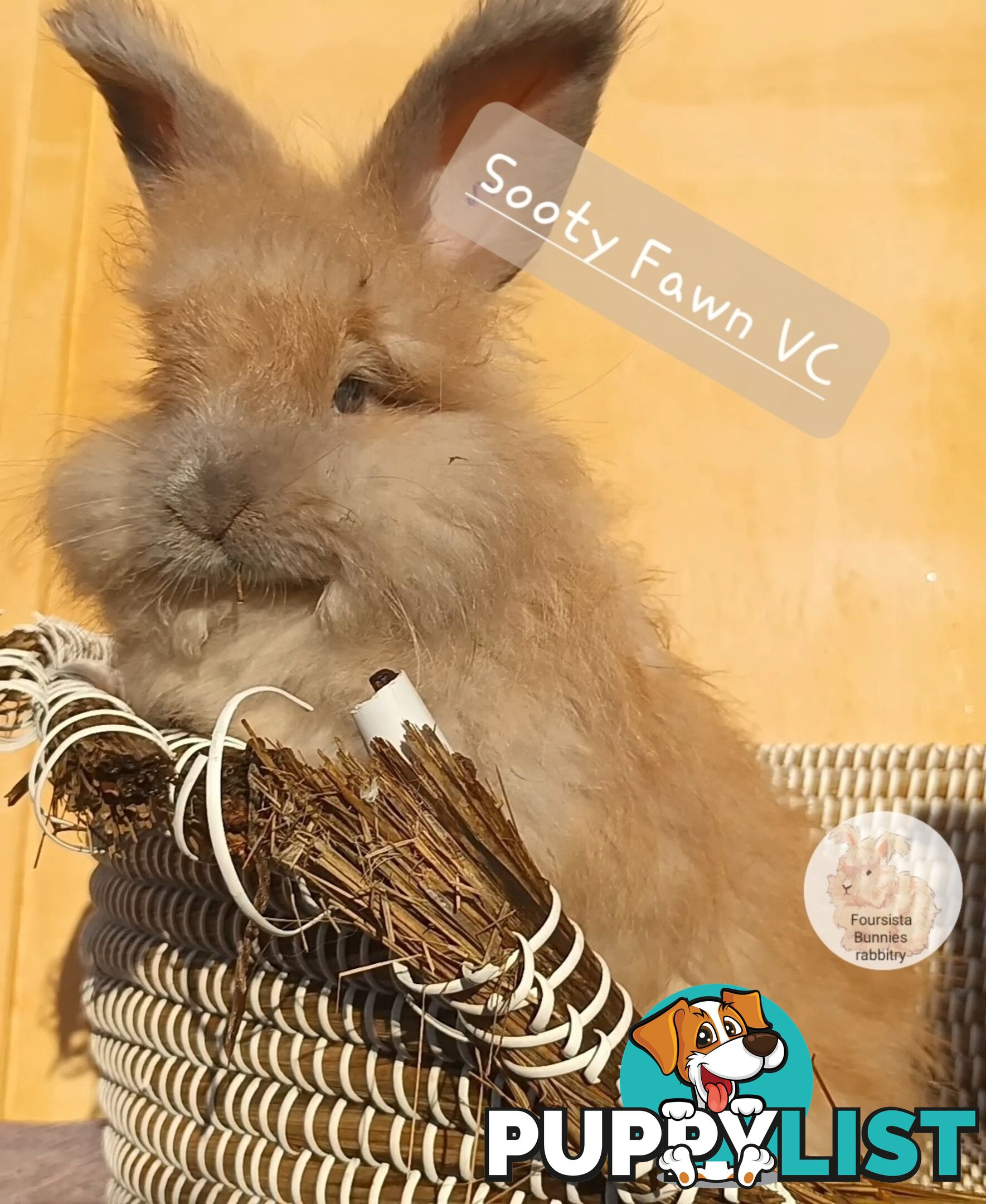 Rabbits Bunnies purebred English Angora baby rabbits