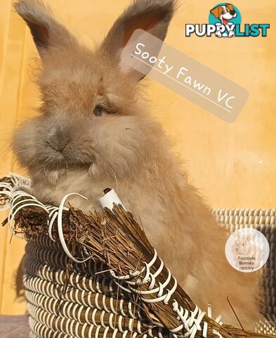 Rabbits Bunnies purebred English Angora baby rabbits