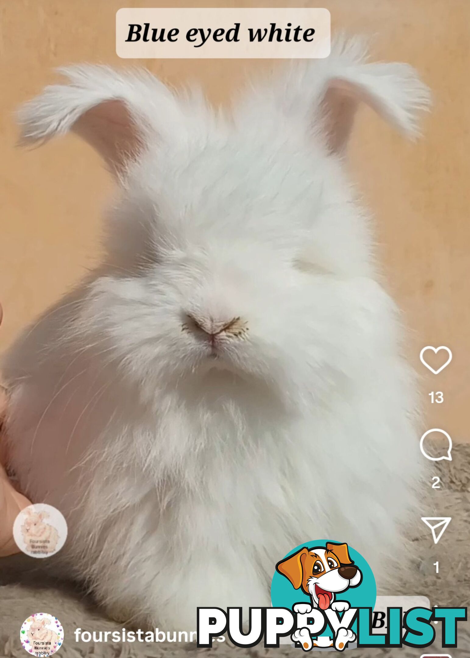 Rabbits Bunnies purebred English Angora baby rabbits