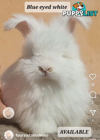Rabbits Bunnies purebred English Angora baby rabbits