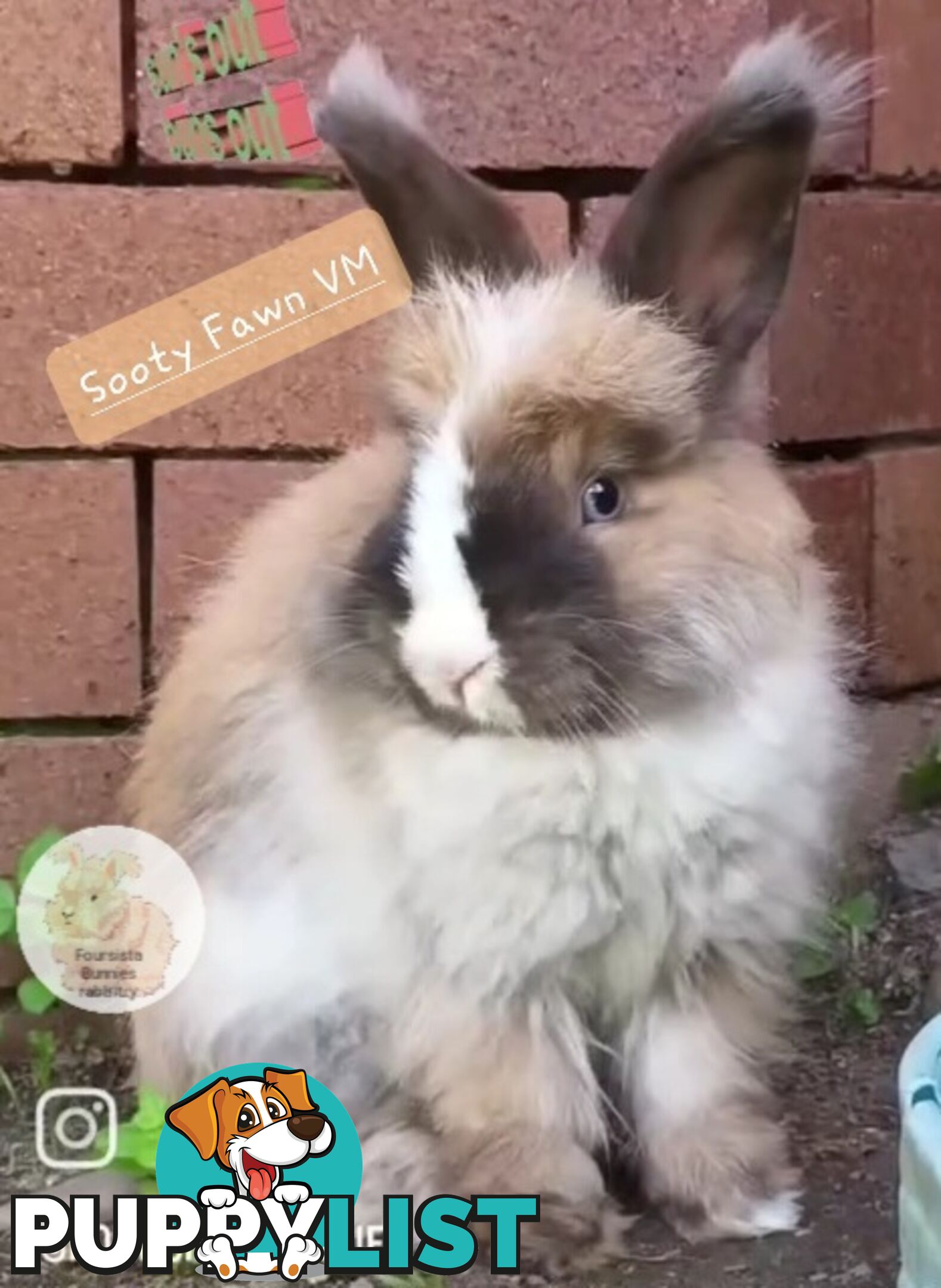 Rabbits Bunnies purebred English Angora baby rabbits