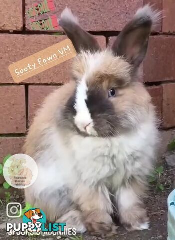Rabbits Bunnies purebred English Angora baby rabbits