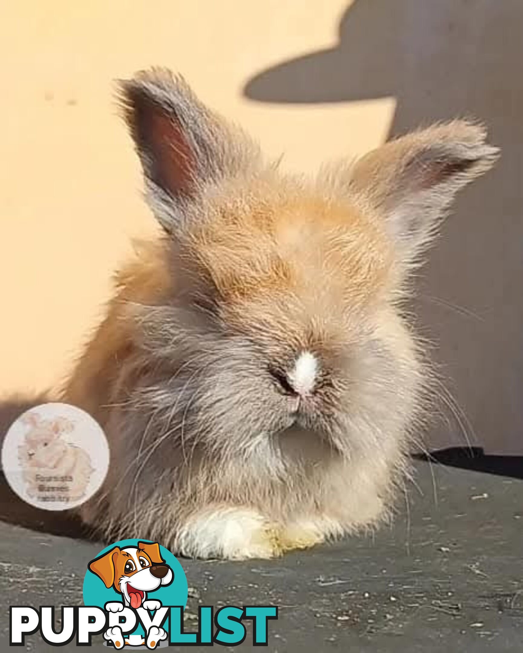 Rabbits Bunnies purebred English Angora baby rabbits