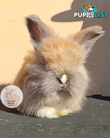 Rabbits Bunnies purebred English Angora baby rabbits