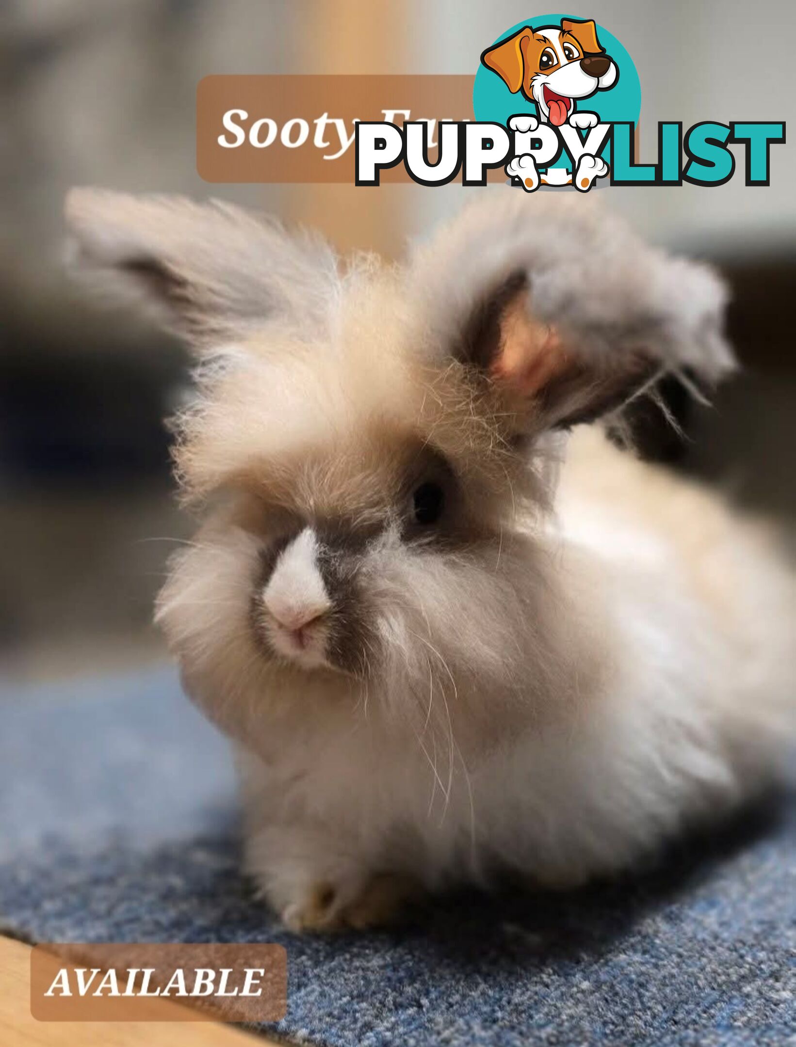 Rabbits Bunnies purebred English Angora baby rabbits