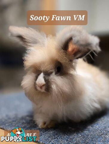 Rabbits Bunnies purebred English Angora baby rabbits