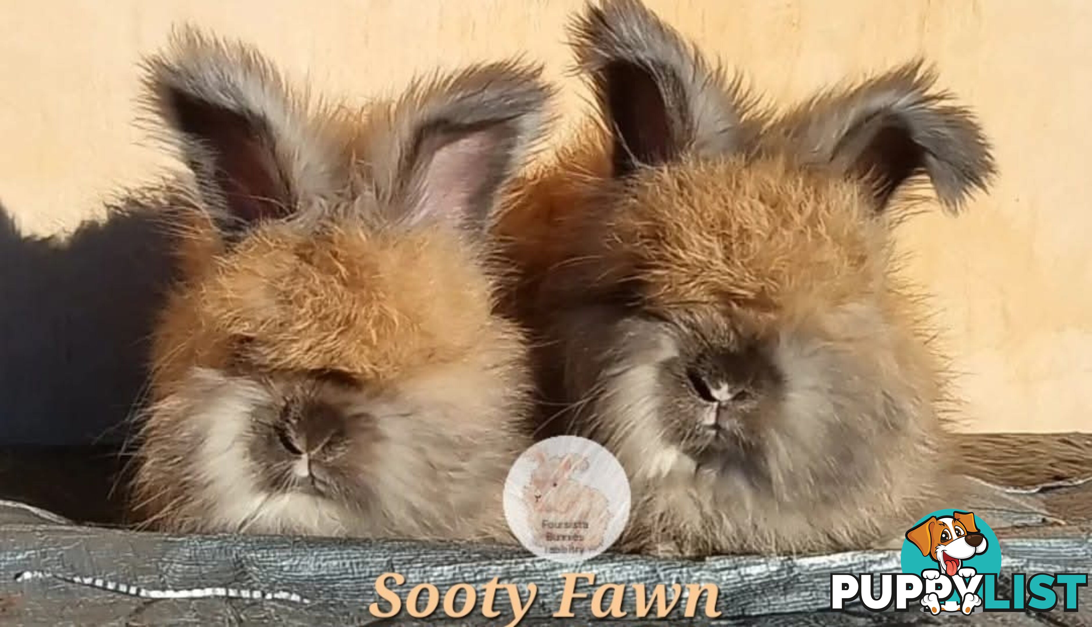 Rabbits Bunnies purebred English Angora baby rabbits