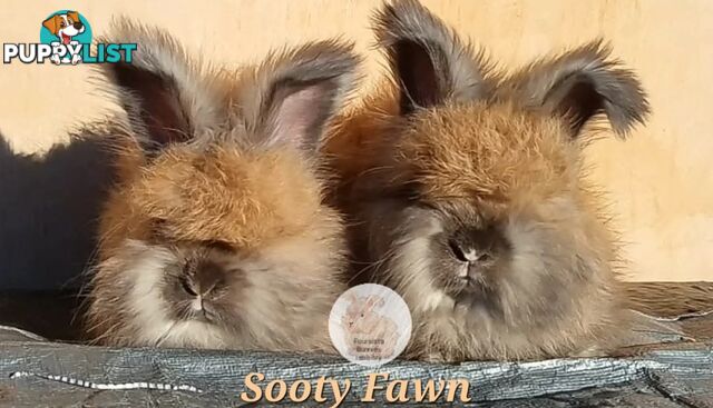 Rabbits Bunnies purebred English Angora baby rabbits