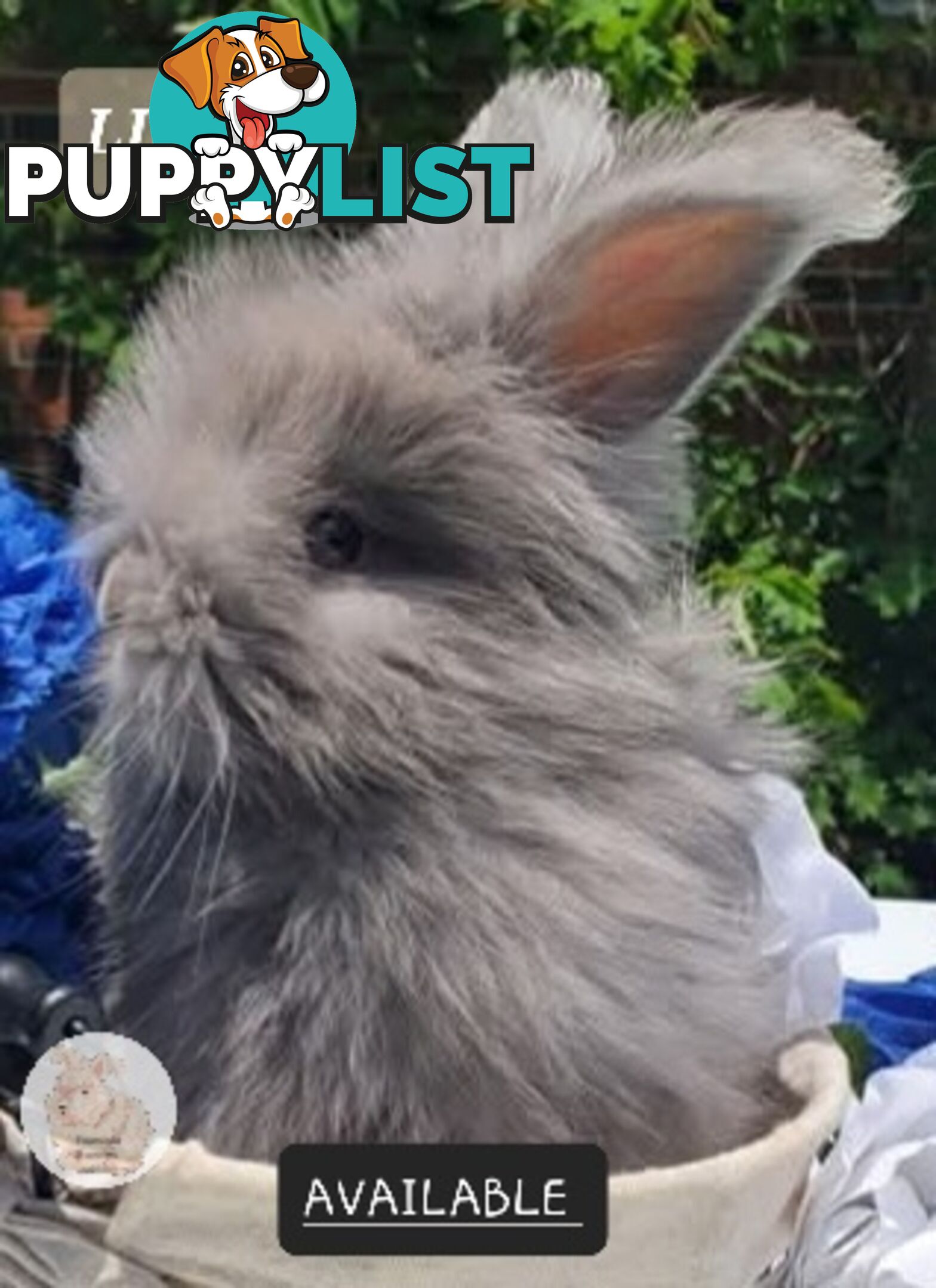 Rabbits Bunnies purebred English Angora baby rabbits