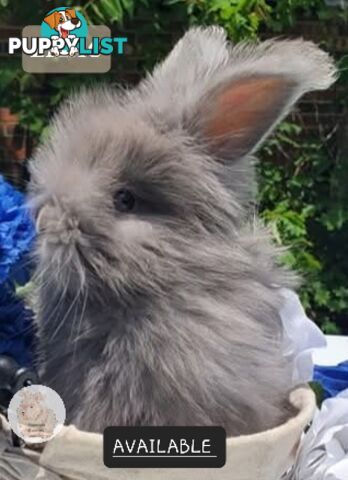 Rabbits Bunnies purebred English Angora baby rabbits