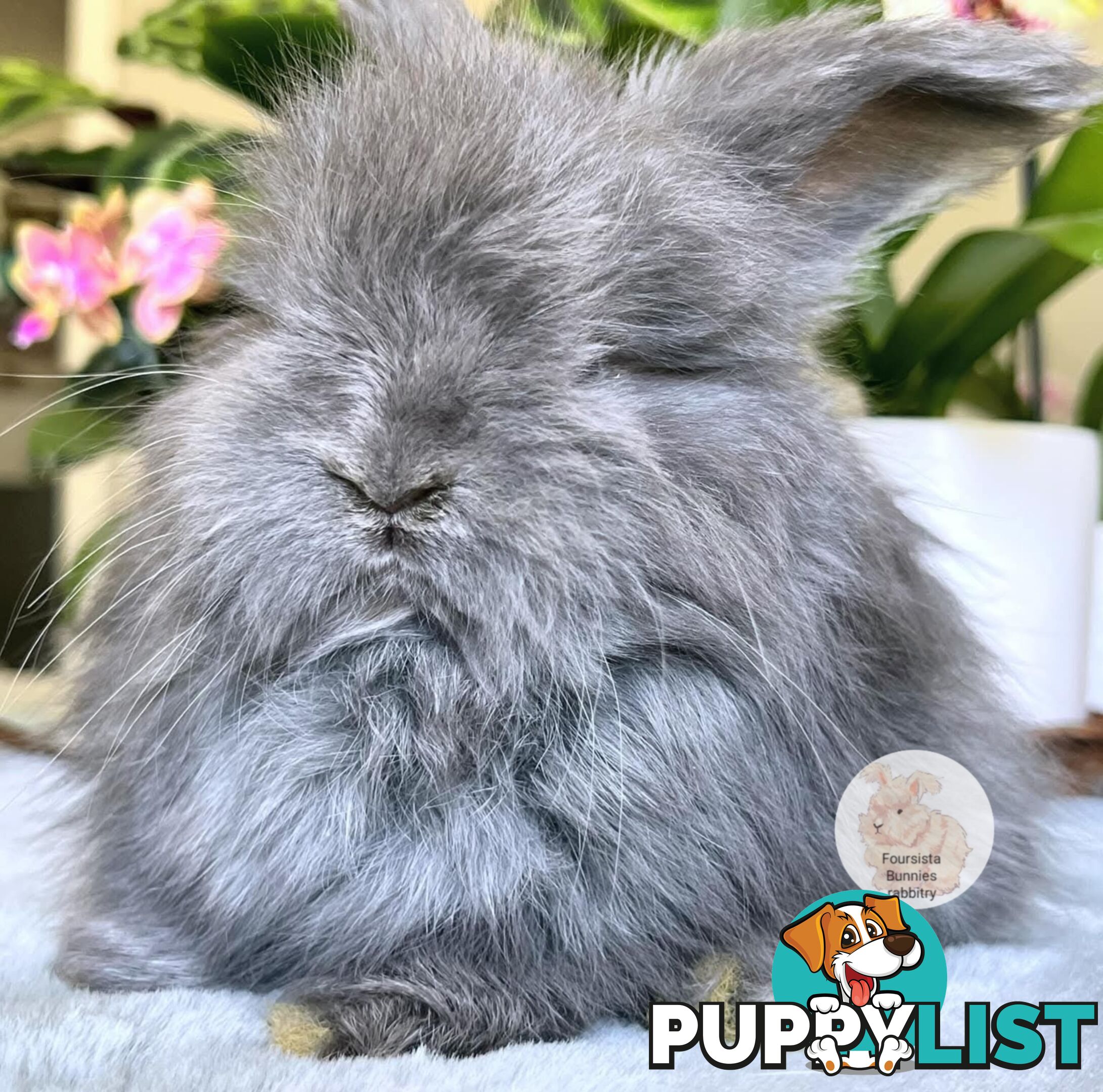 Rabbits Bunnies purebred English Angora baby rabbits